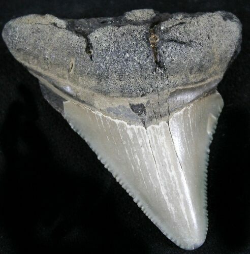 Serrated Megalodon Tooth - Antwerp, Belgium #24366